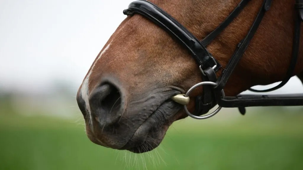 Why Every Horse Owner Needs a Horse Head Collar